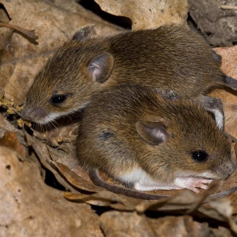 Уничтожения мышей в частном доме в Улан-Удэ?