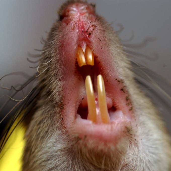 Дератизация крыс в Улан-Удэ?